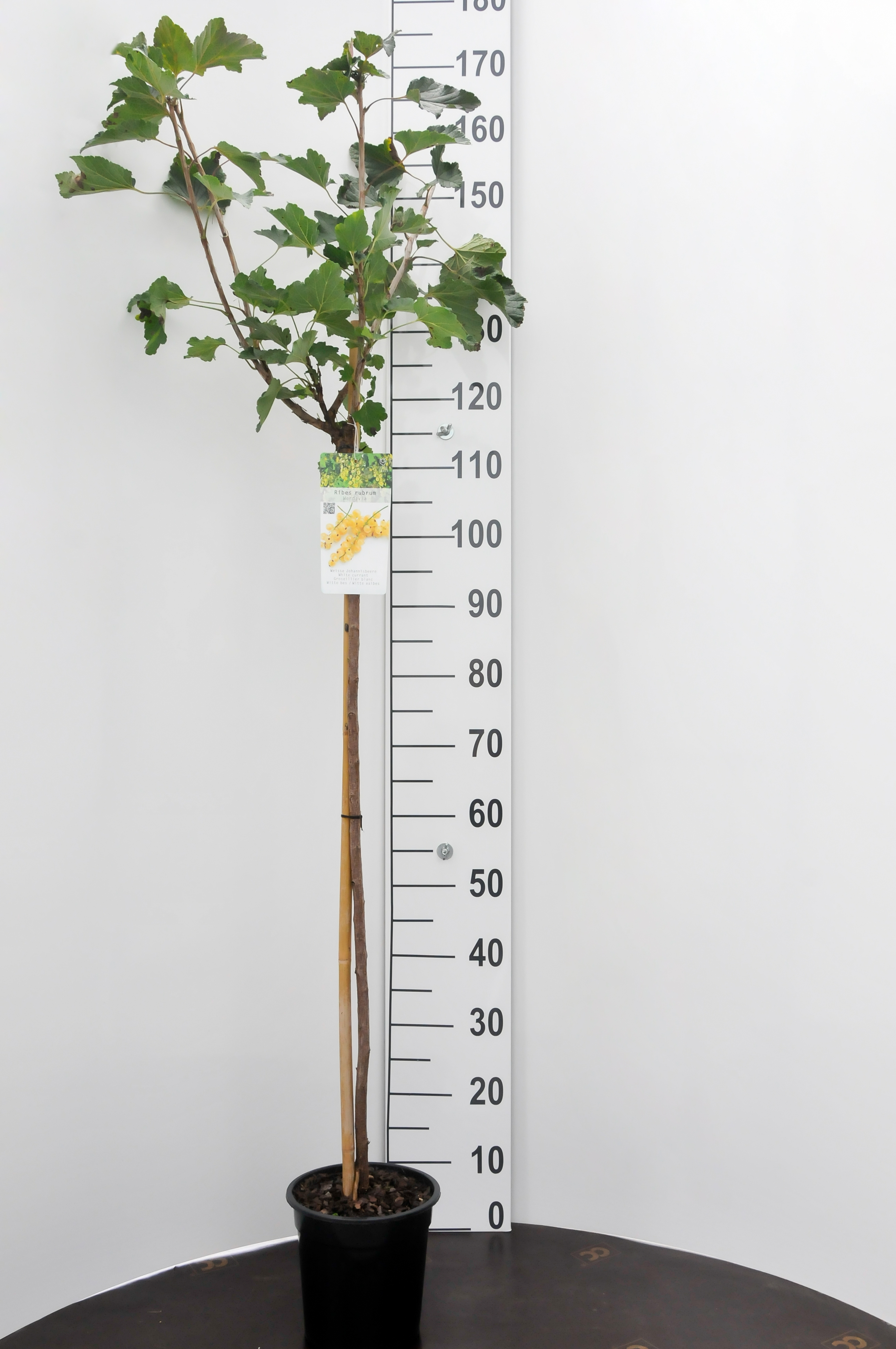 Witte bes - Ribes r. 'Werdavia'