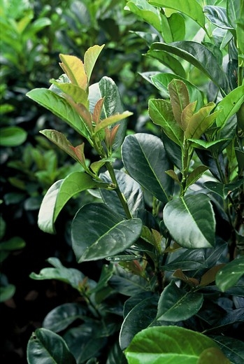 LeiLaurier  - Prunus laurocerasus Novita