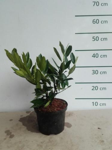 Laurier - Prunus laurocerasus 'Otto Luyken'