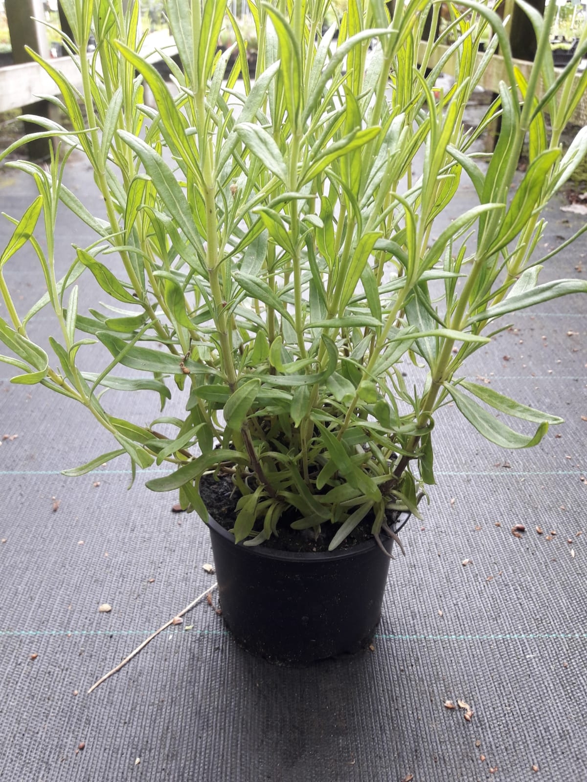 Lavendel - Lavandula ang. 'Munstead' 