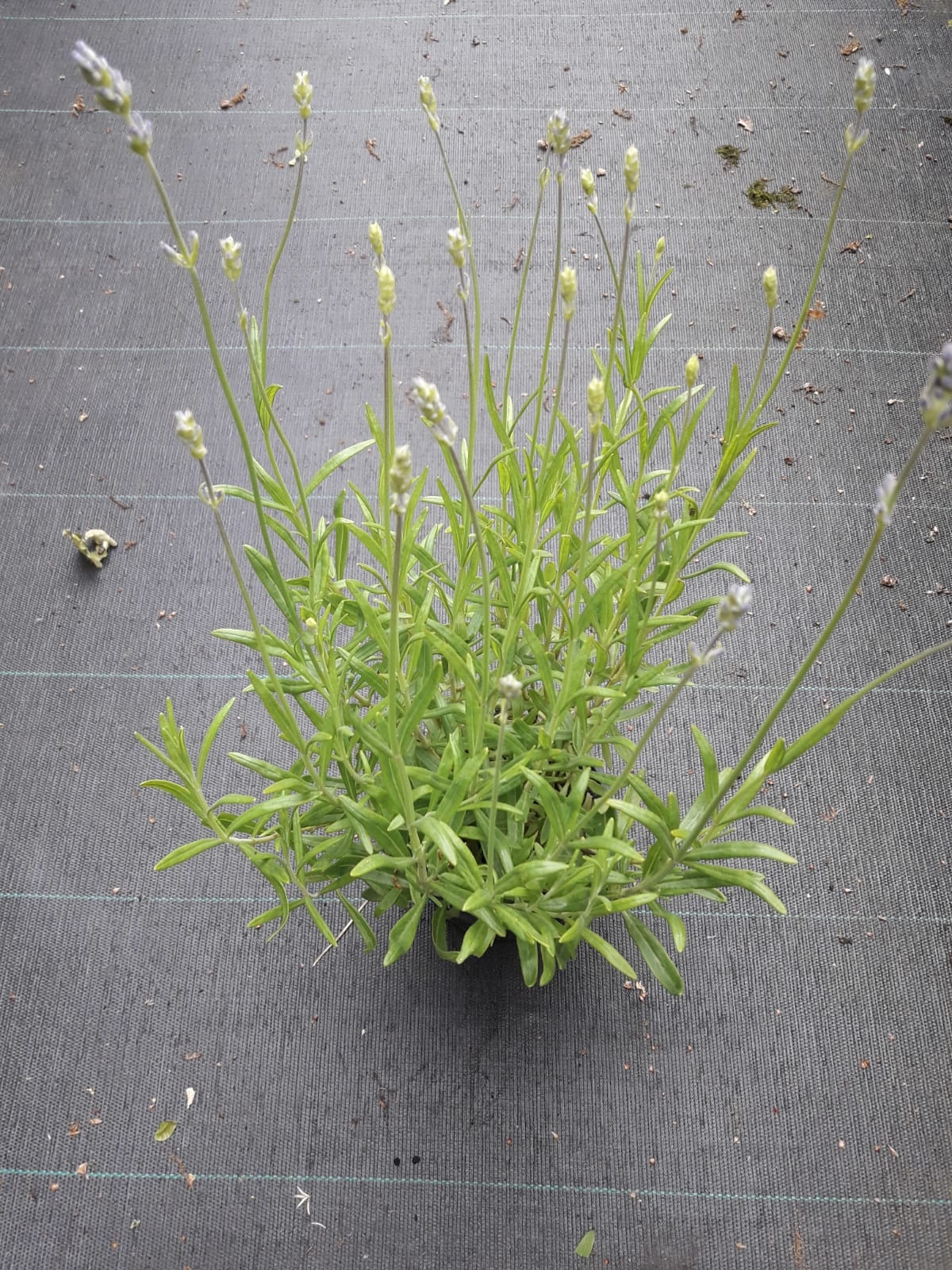 Lavendel - Lavandula ang. 'Munstead'