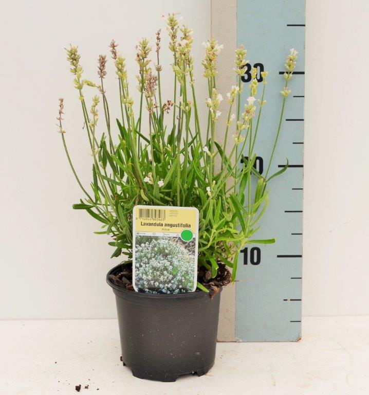 Witte Lavandel - Lavandula ang. Alba