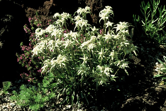 Edelweiss - Leontopodium alpinum