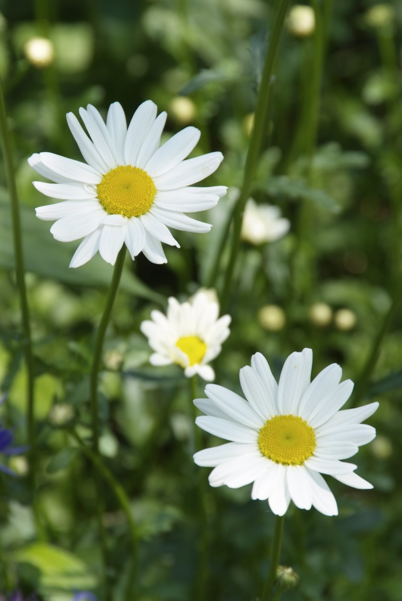 Margriet - Leucanthemum 'Silberprinzesschen'