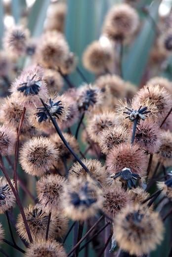 Kruiskruid - Ligularia dentata 'Othello'