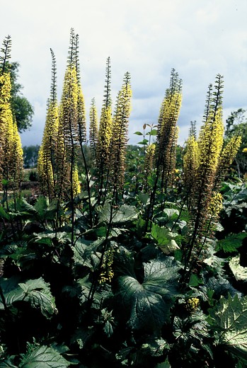 Kruiskruid - Ligularia przewalskii