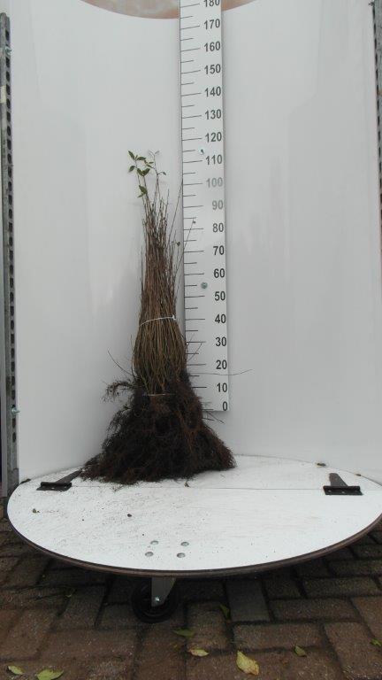 Wintergroene liguster - Ligustrum vulgare 'Atrovirens'