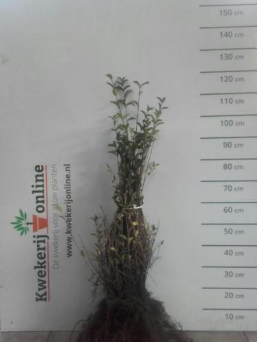 Liguster - Ligustrum ovalifolium