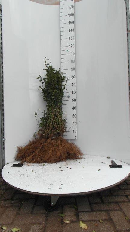 Liguster - Ligustrum vulgare 'Lodense'