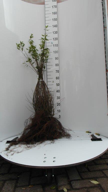 Liguster - Ligustrum vulgare