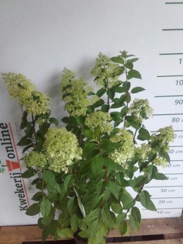 Pluimhortensia - Hydrangea paniculata 'Limelight'