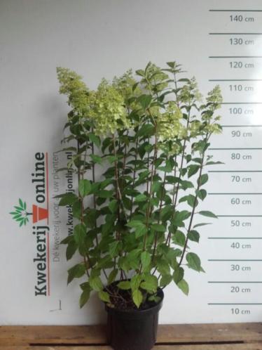 Pluimhortensia - Hydrangea paniculata 'Limelight'