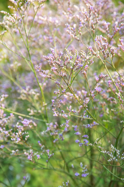 Lamsoor - Limonium latifolium