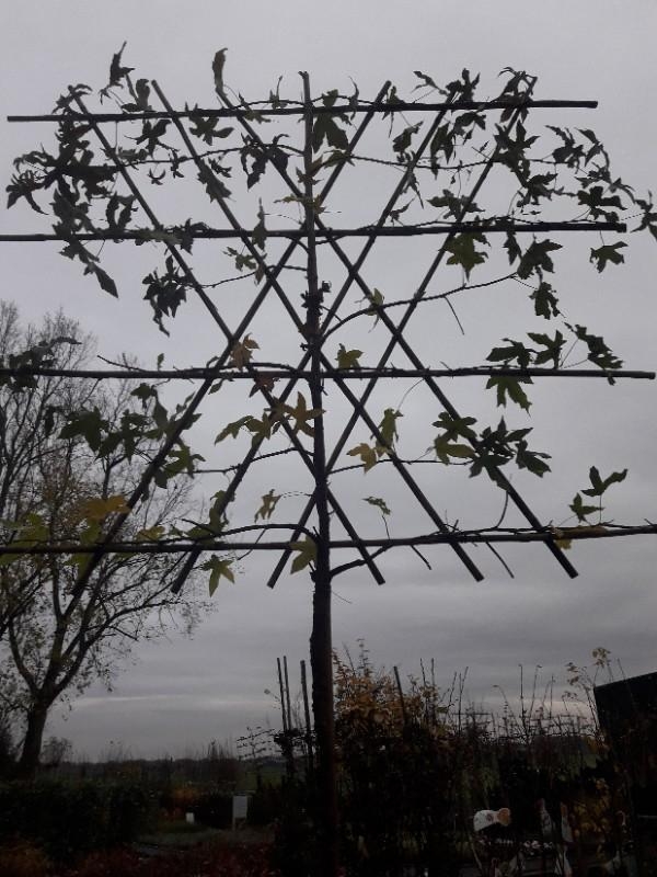 Amberboom - Liquidambar styraciflua - Leivorm