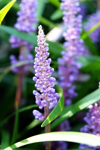 Liriope muscari 'Ingwersen' - Leliegras