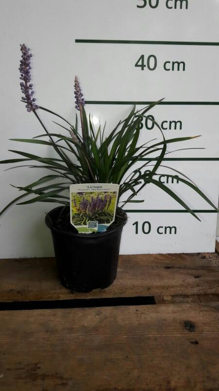 Leliegras - Liriope muscari 'Moneymaker'