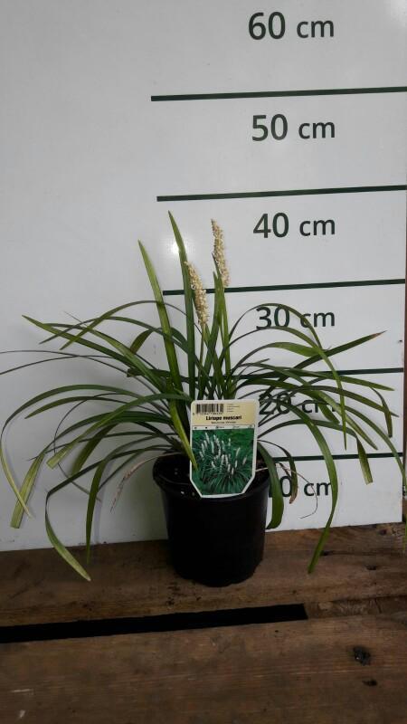Leliegras - Liriope muscari 'Monroe White'