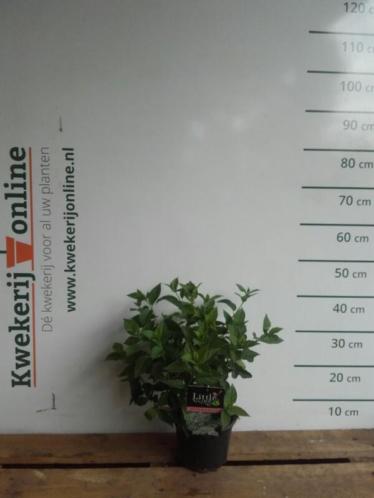 Pluimhortensia - Hydrangea paniculata Little Lime ( Jane)