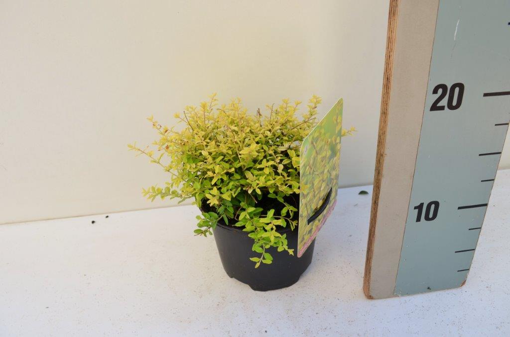 Kamperfoelie - Lonicera nitida 'Baggesen's Gold'