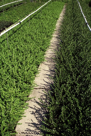 Lonicera pileata 'Moss Green' - Kamperfoelie