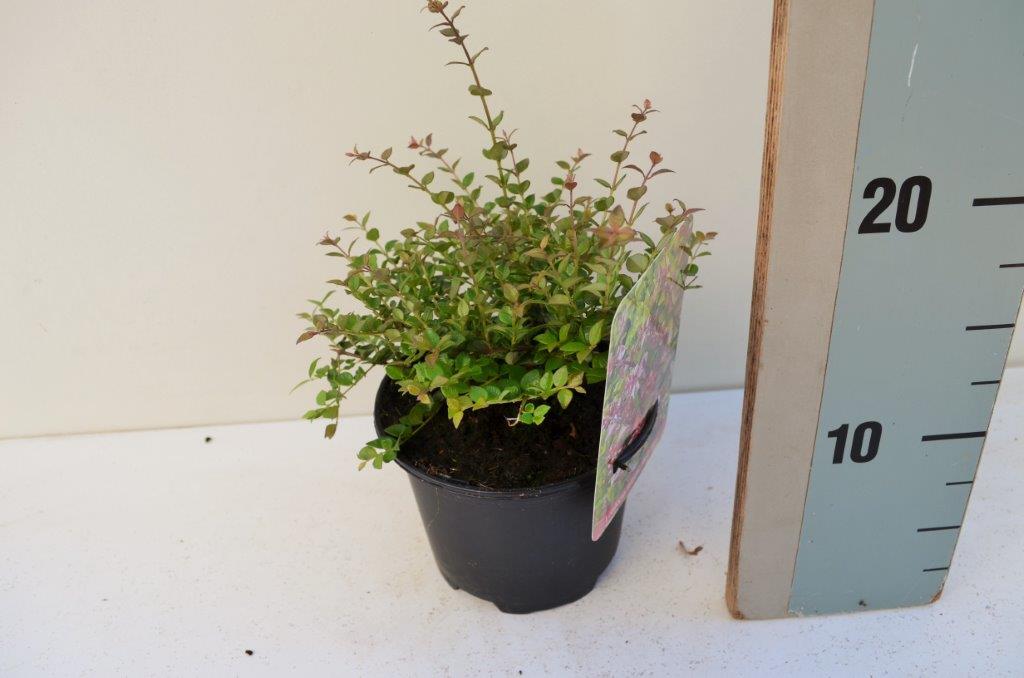 Kamperfoelie - Lonicera nitida 'Red Tips'