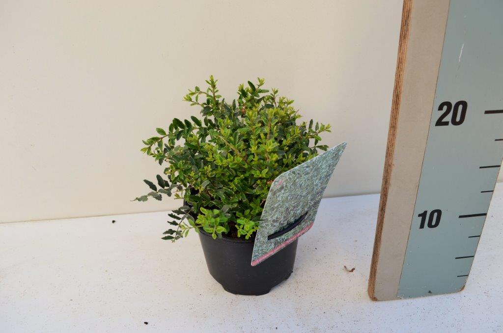 Kamperfoelie - Lonicera nitida 'Silver Beauty'