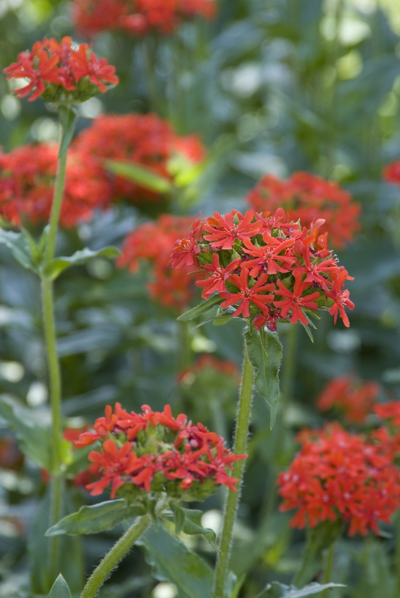 Brandende liefde - Lychnis chalcedonica
