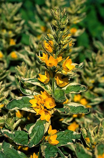 Puntwederik - Lysimachia punctata 'Alexander'