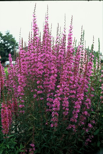Kattestaart - Lythrum virgatum 'Dropmore Purple'