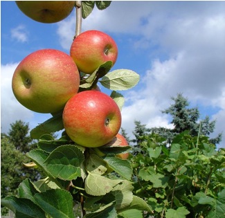 Appelboom - Malus d. 'Alkmene'