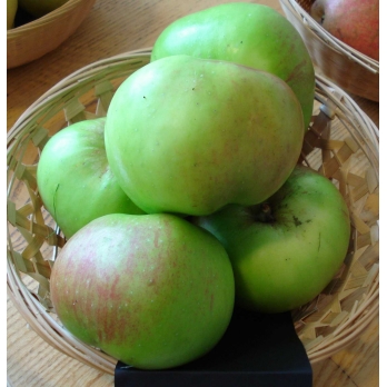 Appelboom - Malus d Bramleys Seedling