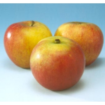 Appelboom - Malus d. 'Cox Orange Pippin' '