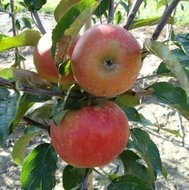 Appelboom - Malus d Elstar