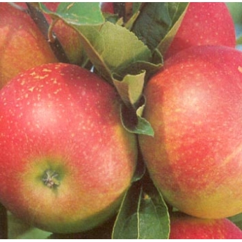 Appelboom - Malus d Discovery