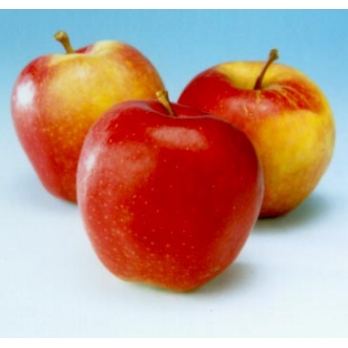 Appelboom - Malus d Gala