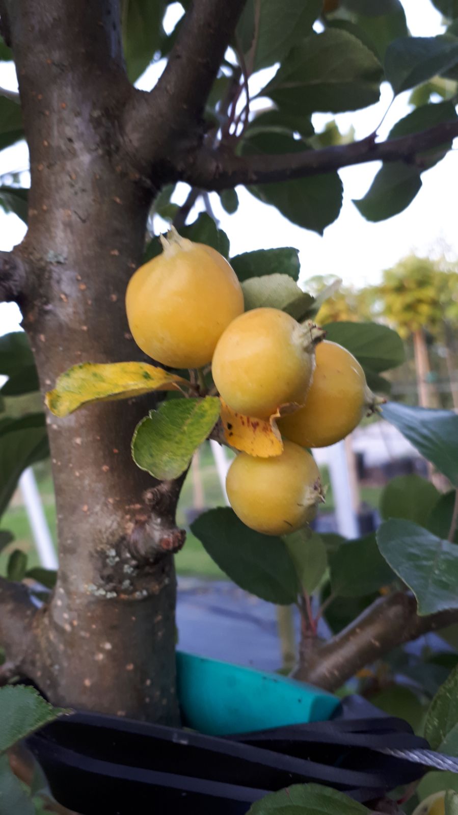 Sierappel - Malus Golden Hornet - Struik