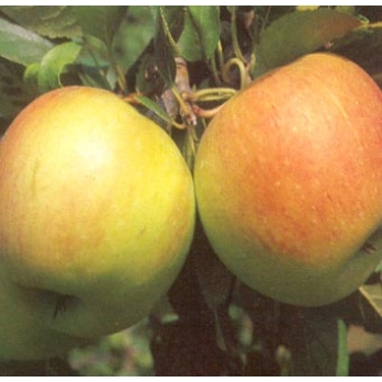 Appelboom - Malus d. James Grieve