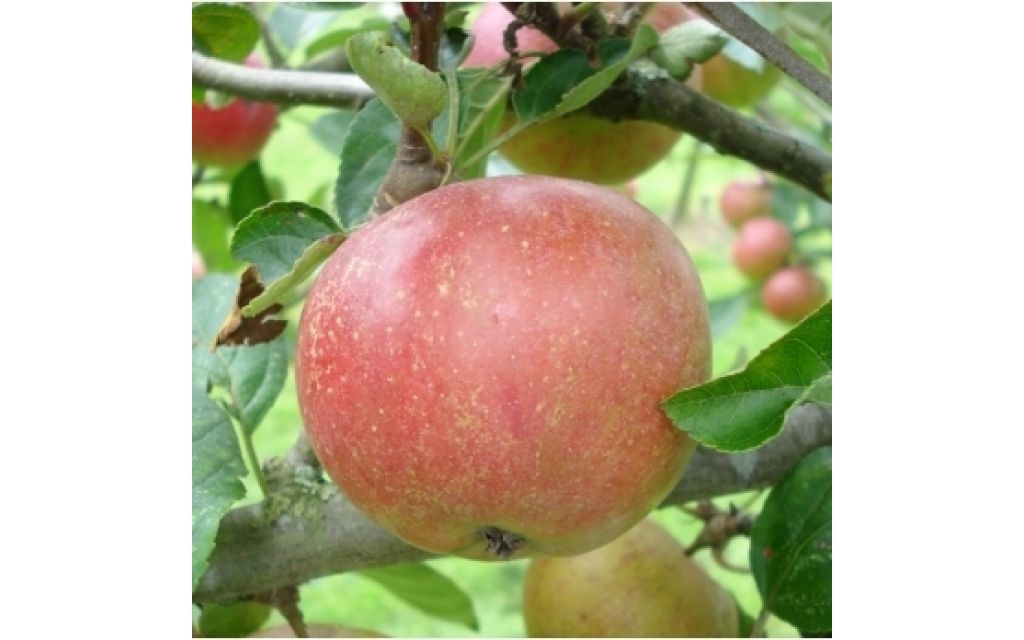 Appelboom - Malus 'Jan Steen'