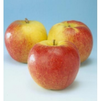 Appelboom - Malus d Jonagold
