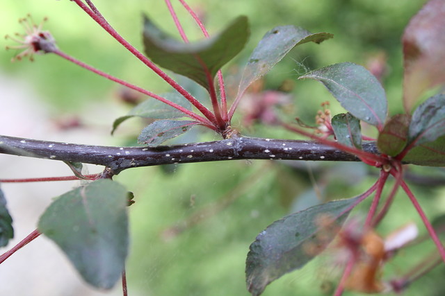 Sierappel - Malus Liset - Struik