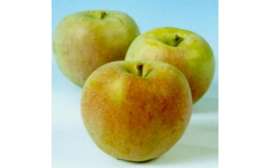 Appelboom - Malus 'Luntersche Pippeling'