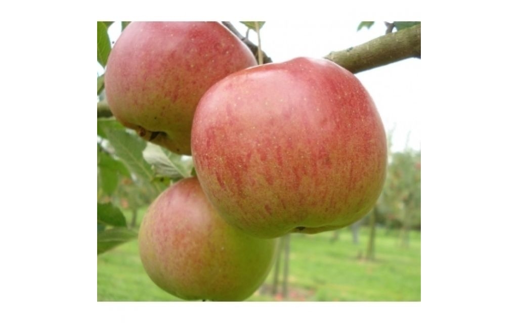 Appelboom - Malus 'Melrose'