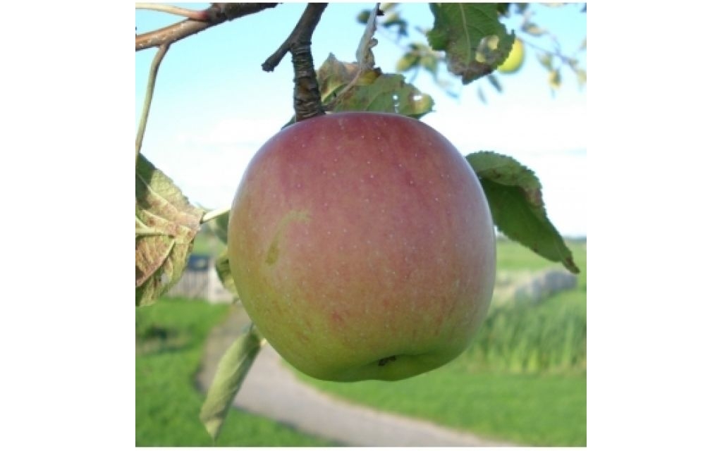 Appelboom - Malus 'Notarisappel'