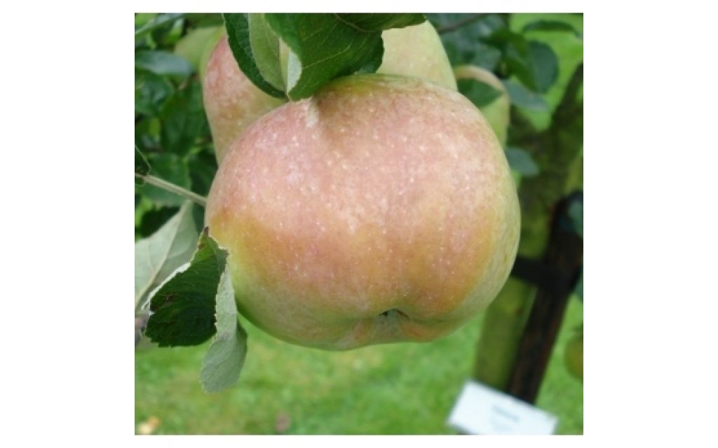 Appelboom - Malus 'Ontario'
