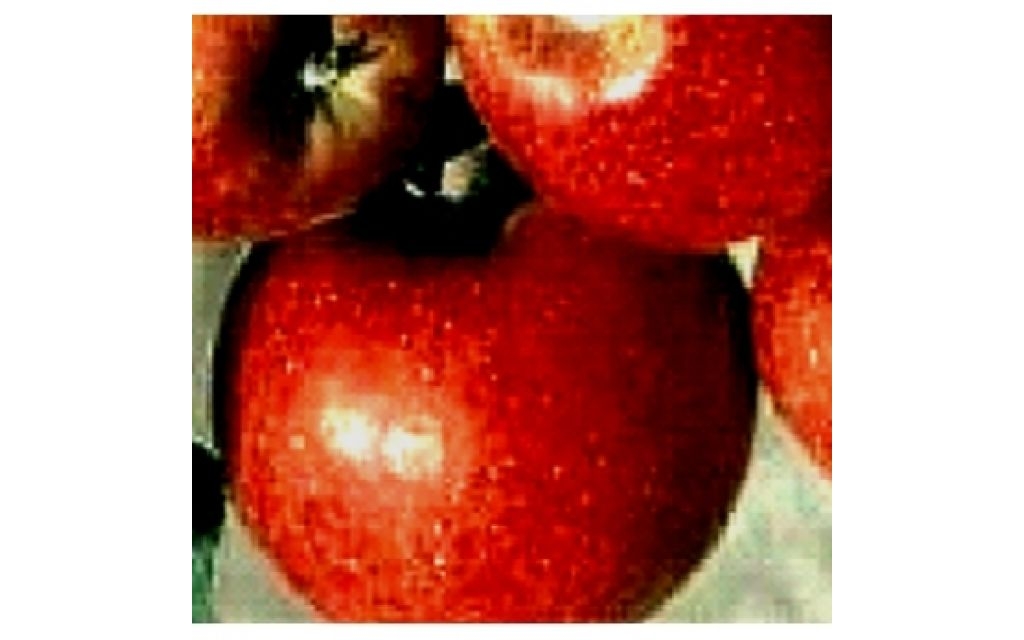 Appelboom - Malus 'Pilot'