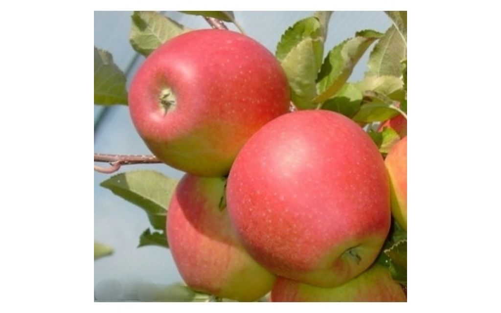 Appelboom - Malus 'Pinova'