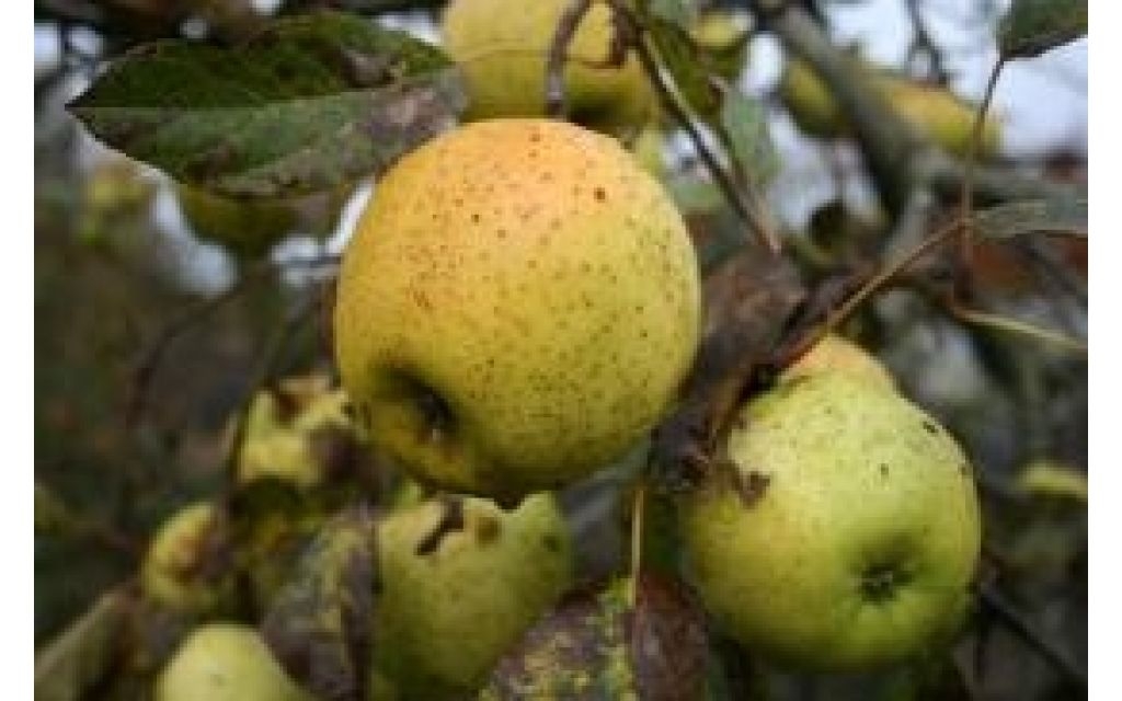Appelboom - Malus 'Present van Engeland'