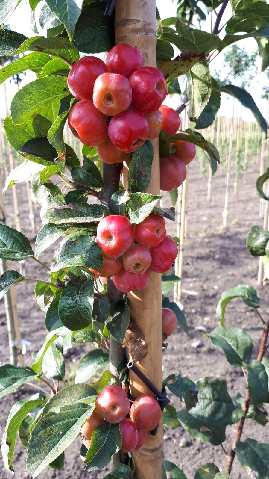 Sierappel - Malus Red Sentinel