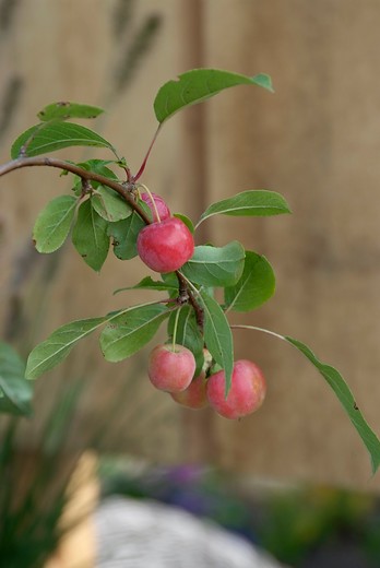 Malus Red Sentinel - sierappel Leivorm