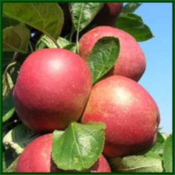 Appelboom - Malus d. 'Rode Boskoop' (Goudreinet)